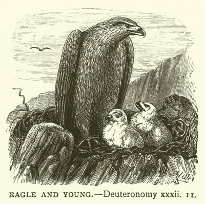 Aigle et Jeunes, Deutéronome, xxxii - English School
