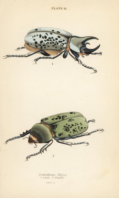 Hercule oriental, Dynastes tityus, mâle 1, femelle 2 - English School