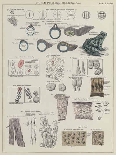 Grenouille comestible, Rana Esculenta (lithographie en couleur) - English School