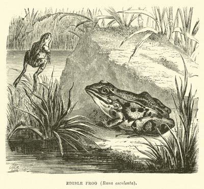 Grenouille comestible, Rana esculenta - English School