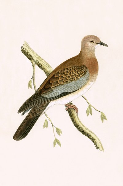 Tourterelle égyptienne, illustration de 