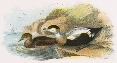 Canard eider - English School