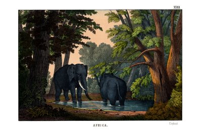 Éléphant - English School