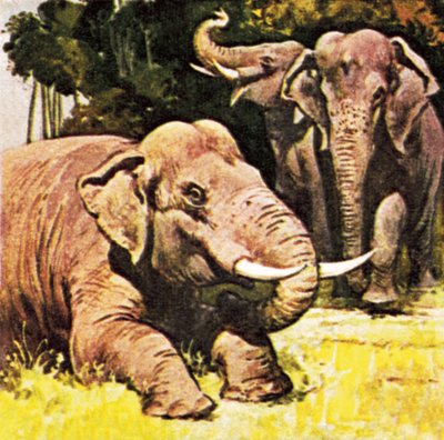 Éléphants agenouillés - English School