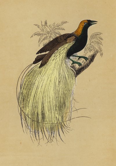 Oiseau de paradis émeraude - English School