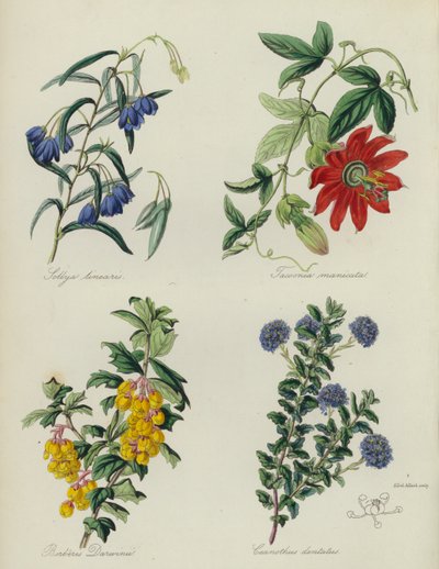 Jardin de fleurs anglais : Sollya linearis, Tacsonia manicata, Berberis Darwinii, Ceanothus dentatus - English School