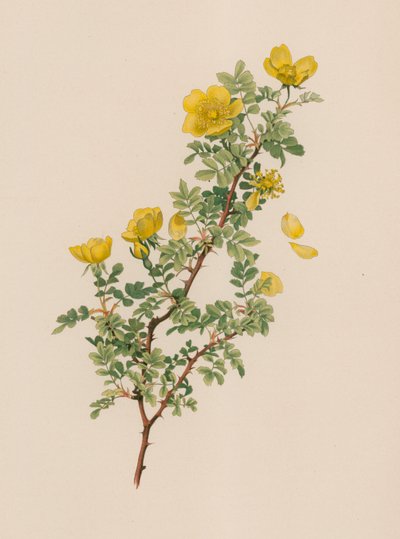 Rose anglaise - English School