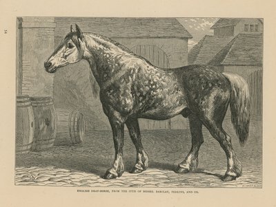 Cheval de trait anglais - English School