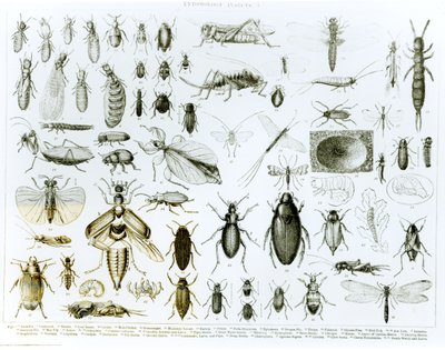 Entomologie Insectes (lithographie) (photo en noir et blanc) - English School
