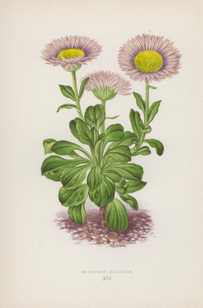 Erigeron Glaucum - English School