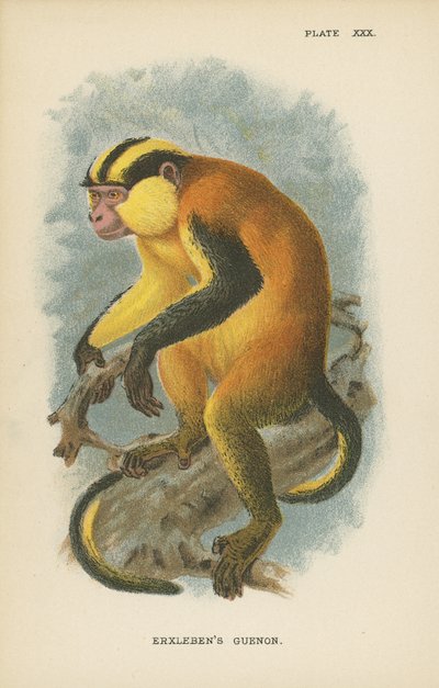 Le Guenon d