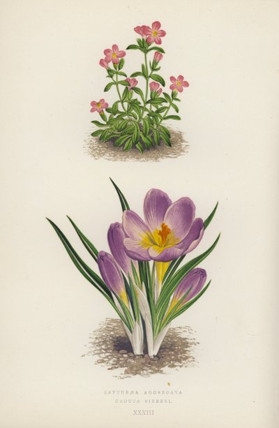 Erythraea Aggregata; Crocus Sieberi - English School