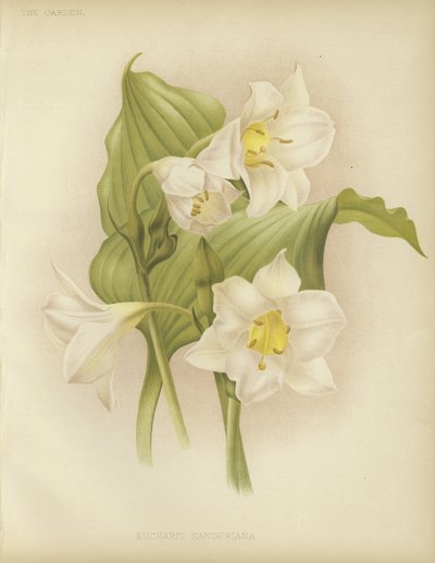 Eucharis sanderiana - English School