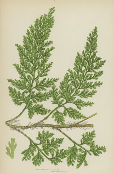 Fougère à soies européenne (lithographie en couleur) - English School