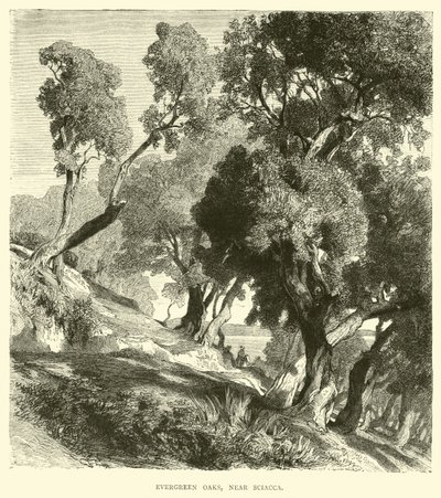 Chênes verts, près de Sciacca - English School