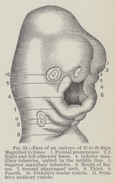 Visage d