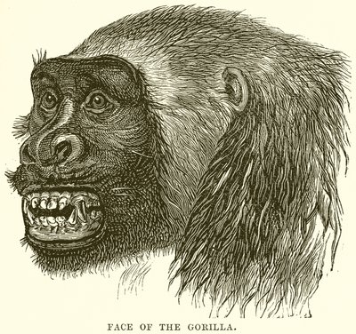 Visage du gorille - English School