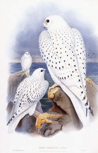 Falco Candicans - English School