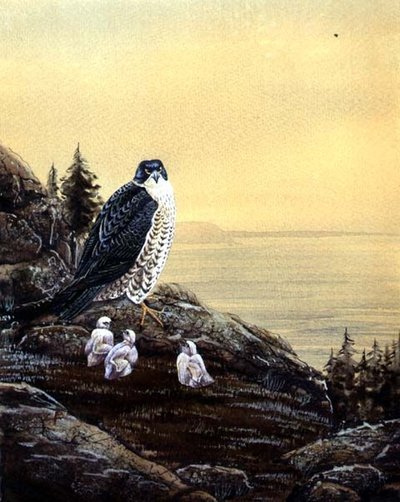 Faucon avec ses poussins, c.1890 - English School
