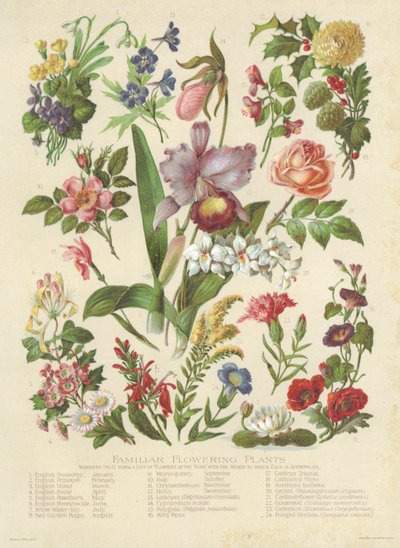 Plantes à fleurs familières - English School
