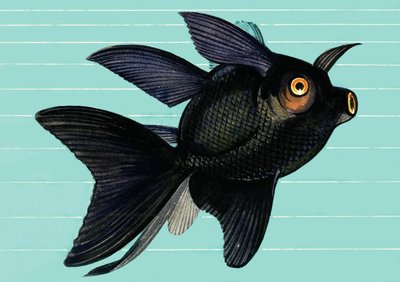 Fantail Blackmoor - English School