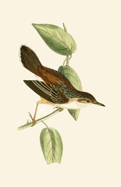 Rhipidure, illustration de 