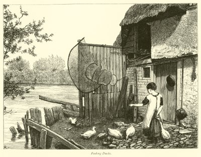 Nourrir les canards - English School