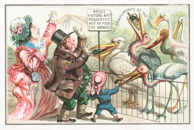 Nourrir les oiseaux au zoo - English School