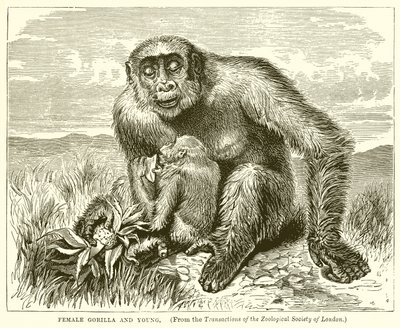 Gorille femelle et jeune - English School