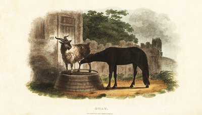 Chèvre femelle allaitant un poulain sur un tonneau - English School