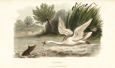 Cygne femelle noyant un renard pour protéger son nid - English School