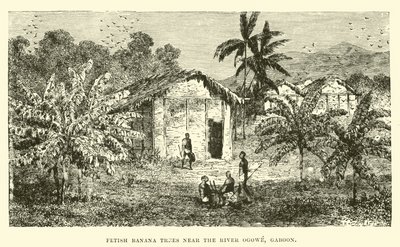 Arbres à bananes fétiches près de la rivière Ogowe, Gabon - English School