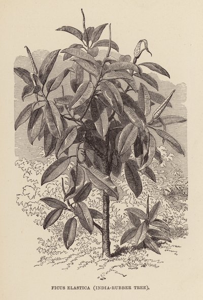 Ficus Elastica, arbre à caoutchouc (gravure) - English School