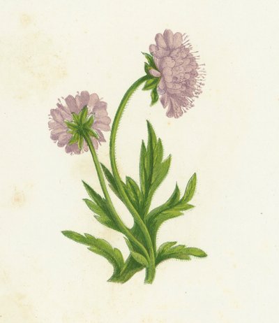 Knautie des champs, Knautia Arvensis - English School