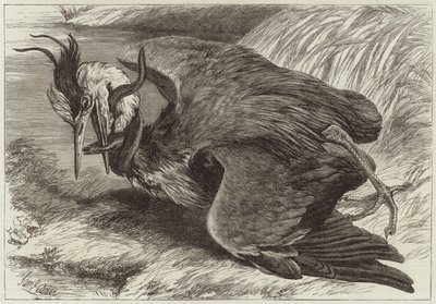Combat entre un héron et une anguille - English School