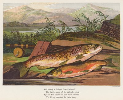 Poisson - English School