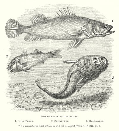 Poissons d
