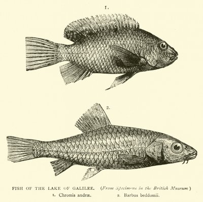 Poissons du lac de Galilée - English School