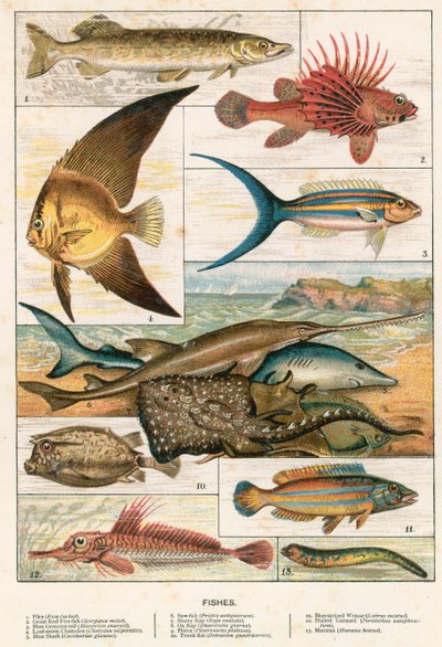 Poissons - English School