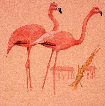 Flamants roses - English School