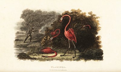 Flamants roses regardant avec étonnement leurs compagnons se faire abattre par un chasseur - English School