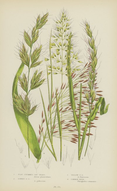 Avoine à tige plate, Avoine duveteuse, Avoine jaune, Roseau commun - English School