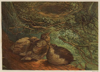 Nichée de jeunes oiseaux - English School