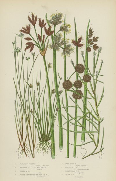Isolepis flottante, Jonc de boue à tige de soie, Jonc de boue de Savi, Jonc de boue à tête ronde - English School