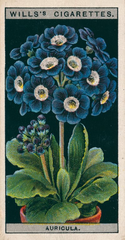 Culture de fleurs en pots : Auricule alpine (chromolitho) - English School