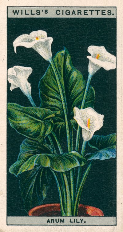 Culture de fleurs en pots : Lys arum ou Richardia (chromolitho) - English School