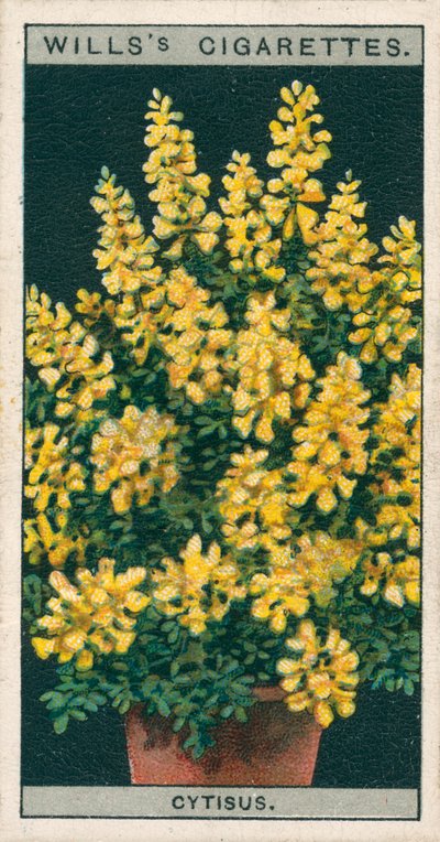 Culture de fleurs en pots : Cytisus ou Genista (chromolitho) - English School