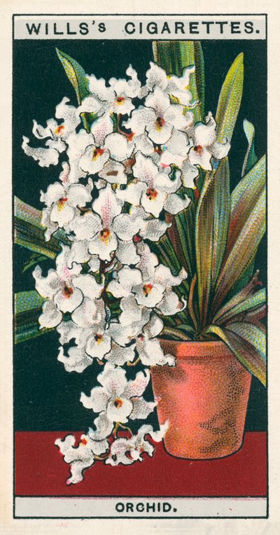 Culture de fleurs en pots : Orchidée (chromolitho) - English School