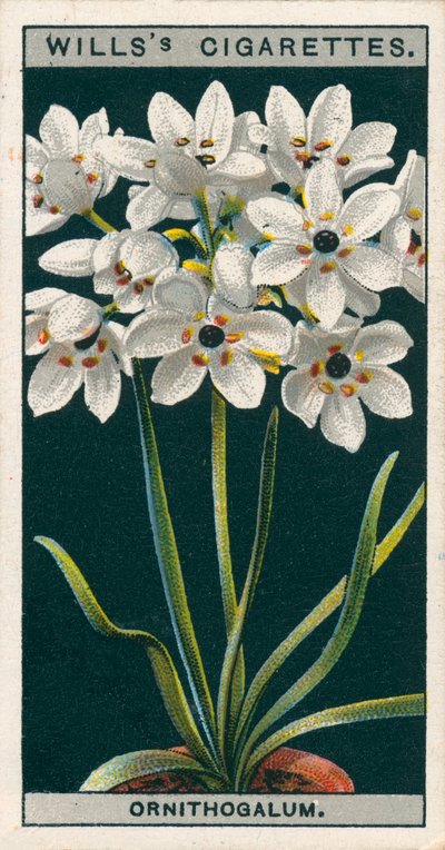 Culture de fleurs en pots : Ornithogalum (chromolitho) - English School