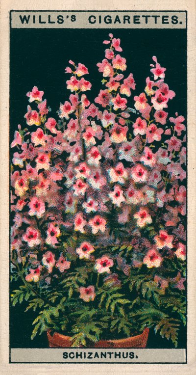 Culture de fleurs en pots : Schizanthus ou fleur de papillon (chromolitho) - English School